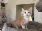 Adopt Sunny a Orange or Red Tabby Domestic Shorthair (short coat) cat in Newport