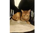 Adopt Cam a Orange or Red (Mostly) American Bobtail (short coat) cat in