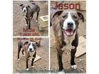 Adopt Jason a Brindle Mixed Breed (Medium) / Mixed dog in Boaz, AL (38264130)