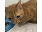 Adopt Cosmo a Orange or Red Domestic Shorthair / Mixed cat in Franklin