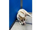Adopt Janie a White Mixed Breed (Medium) dog in Whiteville, NC (38265036)