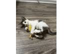 Adopt Tina a Black & White or Tuxedo Colorpoint Shorthair (medium coat) cat in