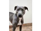 Adopt Anna (Cyan) a Gray/Blue/Silver/Salt & Pepper Pit Bull Terrier / Mixed dog