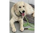 Adopt Benjamin (Ben) a White Golden Retriever / Mixed dog in Toronto