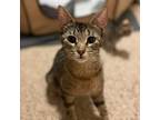 Adopt Tea a Brown or Chocolate Domestic Shorthair / Mixed cat in St.Jacob