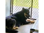 Adopt Malibu a Black German Shepherd Dog / Chow Chow / Mixed dog in Edinburg