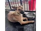 Adopt San Diego a Brown/Chocolate German Shepherd Dog / Mixed dog in Edinburg