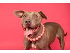 Adopt Winnie a Brown/Chocolate Mixed Breed (Medium) dog in sealy, TX (38266388)