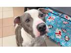 Adopt Bruce - COURTESY POST a Gray/Silver/Salt & Pepper - with White Pit Bull