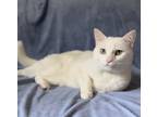 Adopt Jackie a White Domestic Shorthair (short coat) cat in Nashville
