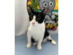 Adopt Hoku a Domestic Shorthair cat in Honolulu, HI (38266658)