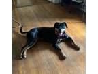 Adopt Ellie a Black Rottweiler / Mixed dog in Columbus, GA (38267007)