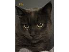 Adopt Ella (Bonded with Shy) a Gray or Blue Domestic Shorthair / Domestic
