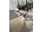 Adopt Charlie a White Maltipoo / Mixed dog in San Jose, CA (38272279)