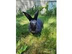 Adopt Brutus a Black Other/Unknown / Mixed (short coat) rabbit in Sharon Center