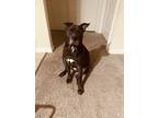 Adopt Blu a Black - with White Terrier (Unknown Type, Medium) / Mixed dog in