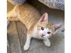 Adopt Foster kittens a Tiger Striped Domestic Mediumhair / Mixed (medium coat)