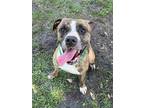 Adopt Creed a Brindle Boxer / Mixed dog in Richmond Hill, GA (38268063)