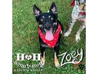 Adopt Zoey a Black - with Tan, Yellow or Fawn German Shepherd Dog / Blue Heeler