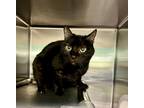 Adopt Charla a All Black Domestic Shorthair / Domestic Shorthair / Mixed cat in