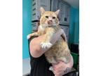 Adopt Gilbert a Orange or Red Domestic Mediumhair / Domestic Shorthair / Mixed