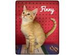 Adopt Finny a Orange or Red Tabby Domestic Shorthair (short coat) cat in