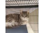 Adopt Grayce a Gray or Blue Domestic Longhair / Domestic Shorthair / Mixed cat