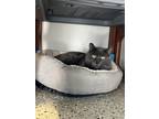 Adopt Cinder a Gray or Blue Domestic Longhair / Domestic Shorthair / Mixed cat