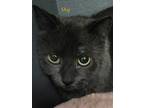 Adopt Shy (Bonded with Ella) a Gray or Blue Domestic Shorthair / Domestic