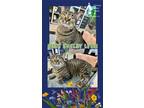 Adopt SHELBY a Gray or Blue Domestic Shorthair / Domestic Shorthair / Mixed cat