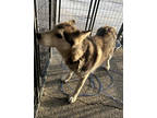 Adopt Kira a White Husky / Mixed dog in Selma, CA (38272271)