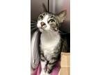 Adopt Garfield a Brown or Chocolate Domestic Shorthair / Domestic Shorthair /