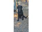 Adopt Sam a Black Labrador Retriever / Hound (Unknown Type) / Mixed dog in