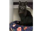 Adopt SELENE a Gray or Blue Domestic Shorthair (short coat) cat in Louisville