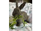 Adopt Oyster a Grey/Silver Other/Unknown / Mixed (short coat) rabbit in