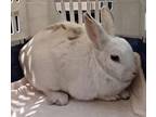 Adopt Geranium a White Other/Unknown / Other/Unknown / Mixed rabbit in Montreal