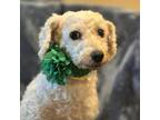 Adopt Martina a White - with Tan, Yellow or Fawn Bichon Frise / Mixed dog in