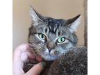 Adopt Ramona a Gray or Blue Domestic Shorthair / Mixed cat in Ballston Spa