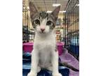 Adopt Ricki a Gray, Blue or Silver Tabby American Shorthair (short coat) cat in