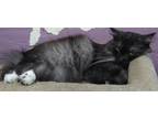 Adopt Smokey a Black (Mostly) Domestic Mediumhair (medium coat) cat in Whittier