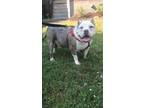 Adopt Tugboat a Brindle - with White American Pit Bull Terrier / Mixed dog in