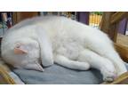 Adopt Zero a White Domestic Shorthair (short coat) cat in Whittier