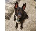 Adopt Willow a Black - with White Cattle Dog / Mixed dog in Loveland