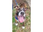 Adopt Carol - *Parvo Survivor!* a Brindle - with White Pit Bull Terrier /