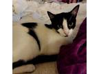 Adopt Watson a White Domestic Shorthair / Mixed cat in Fort Lauderdale