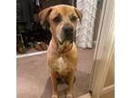 Adopt Chaco a Tan/Yellow/Fawn Boxer / Mixed dog in Loveland, CO (38273872)