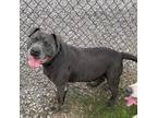 Adopt Jojo a Gray/Silver/Salt & Pepper - with Black Pit Bull Terrier / Mixed dog