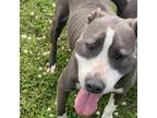 Adopt Big Jojo a Gray/Silver/Salt & Pepper - with Black Pit Bull Terrier / Mixed