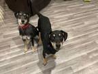 Adopt Elmer & Ollie a Black - with White Shepherd (Unknown Type) / Terrier