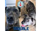 Adopt Trouble a Brindle Mixed Breed (Large) / Mixed dog in St.